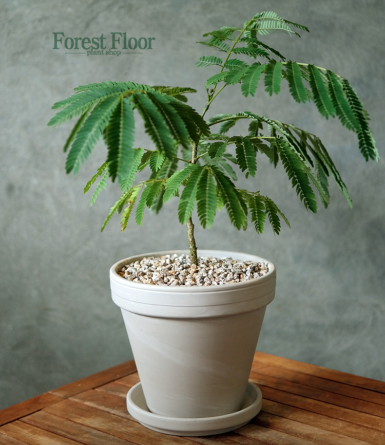 자귀나무, 야생화, 꽃나무, 독일 토분 세트, 화분, 공기정화식물 Forest Floor : Forest Floor