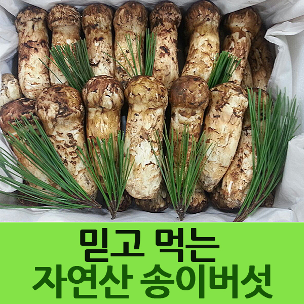 2023 송이버섯 능이버섯 자연산송이 선물세트 : 부림농산 영농조합법인