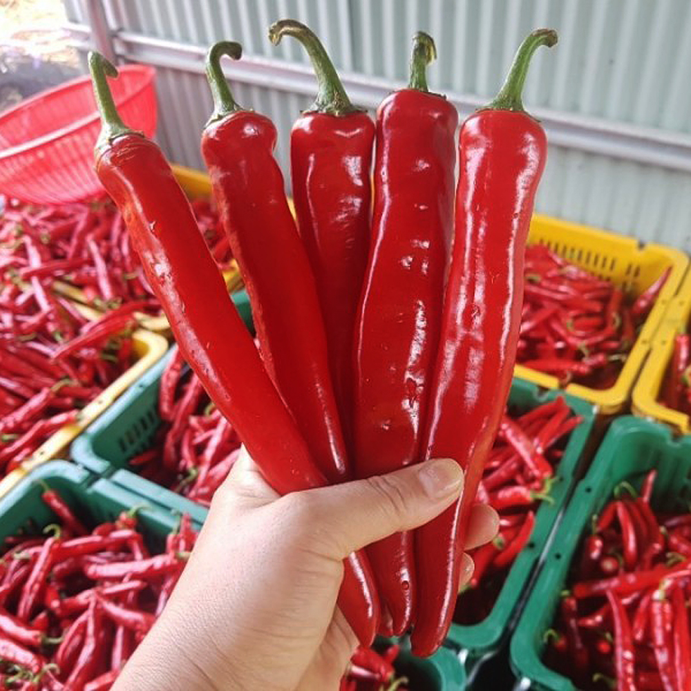맛있게 매운 중독 마늘 고추장 (오리지널/청양고추) 500g 1kg : 약이되는밥상