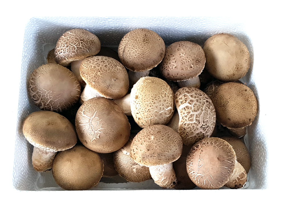 문경 송화고 고기버섯 송고 솔송화버섯  500g 1kg 송이향 고기맛 : e농부