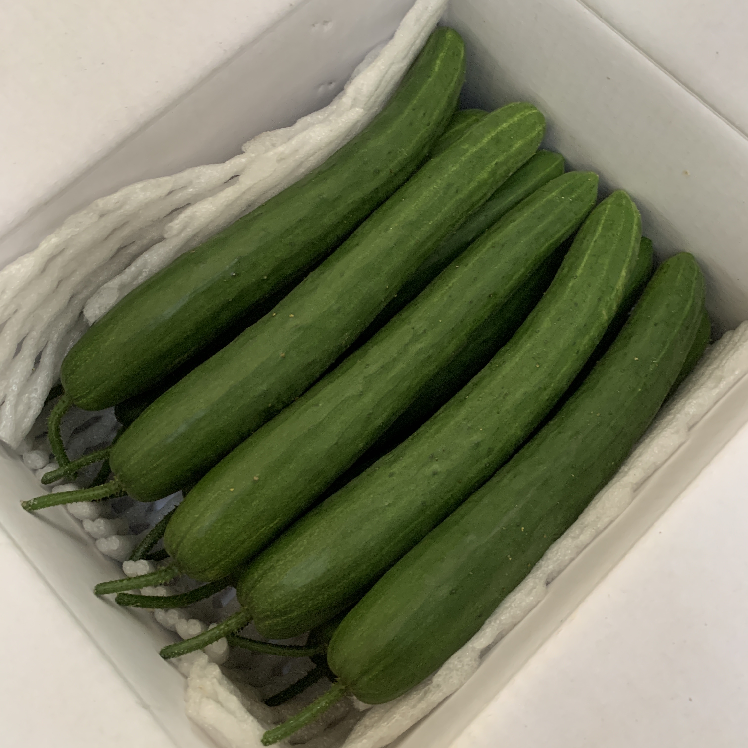 취청오이 클로렐라 먹고자란 청오이 上품 2.5kg : 완숙미인토마토