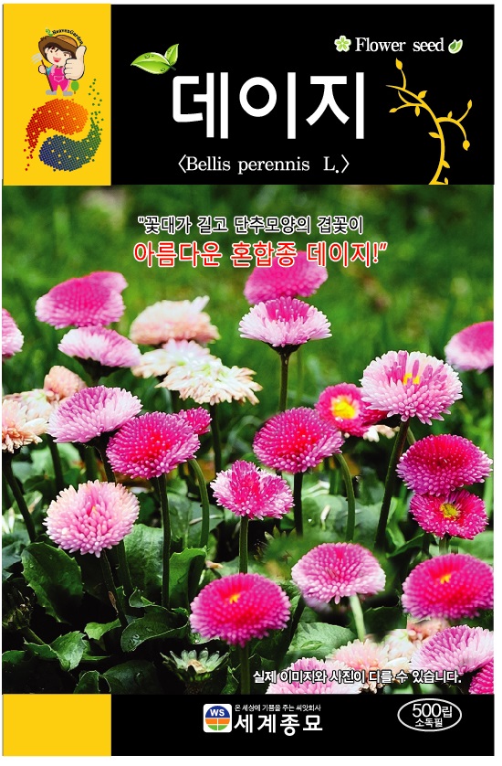 데이지꽃 500립/꽃씨 키우기 종자 데이지꽃씨앗 : 근소텃밭