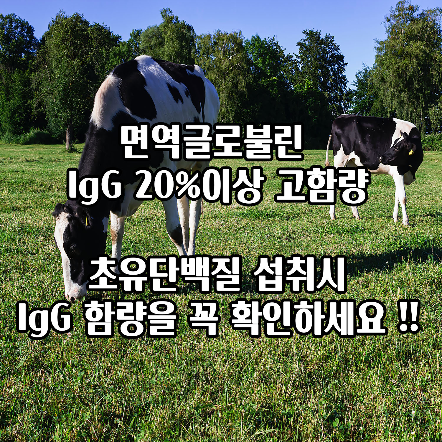 월계수153 초유단백질 분말 가루 함량 100% 초유프로틴 1+1이벤트 : 월계수몰