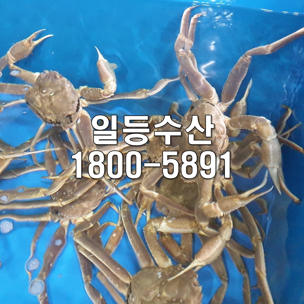 수입 러시아 대게 영덕 포항 구룡포 박달대게 2마리 일등수산 : 일등수산 울릉몰 일등농수산