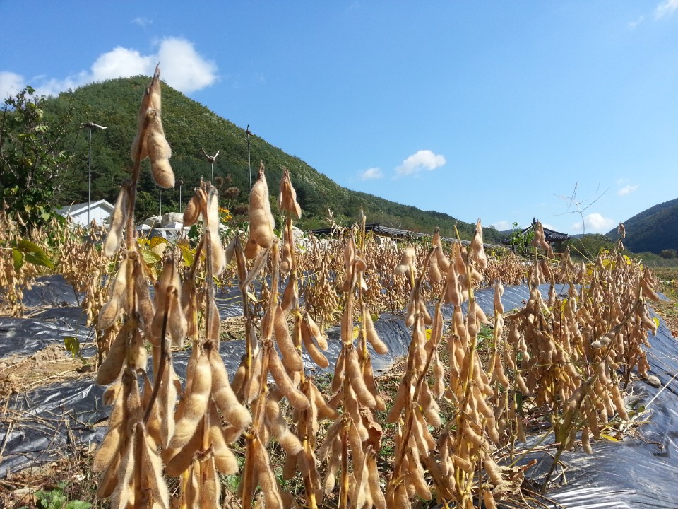 오가향 프리미엄 생청국장  250g : 전통장 오가향