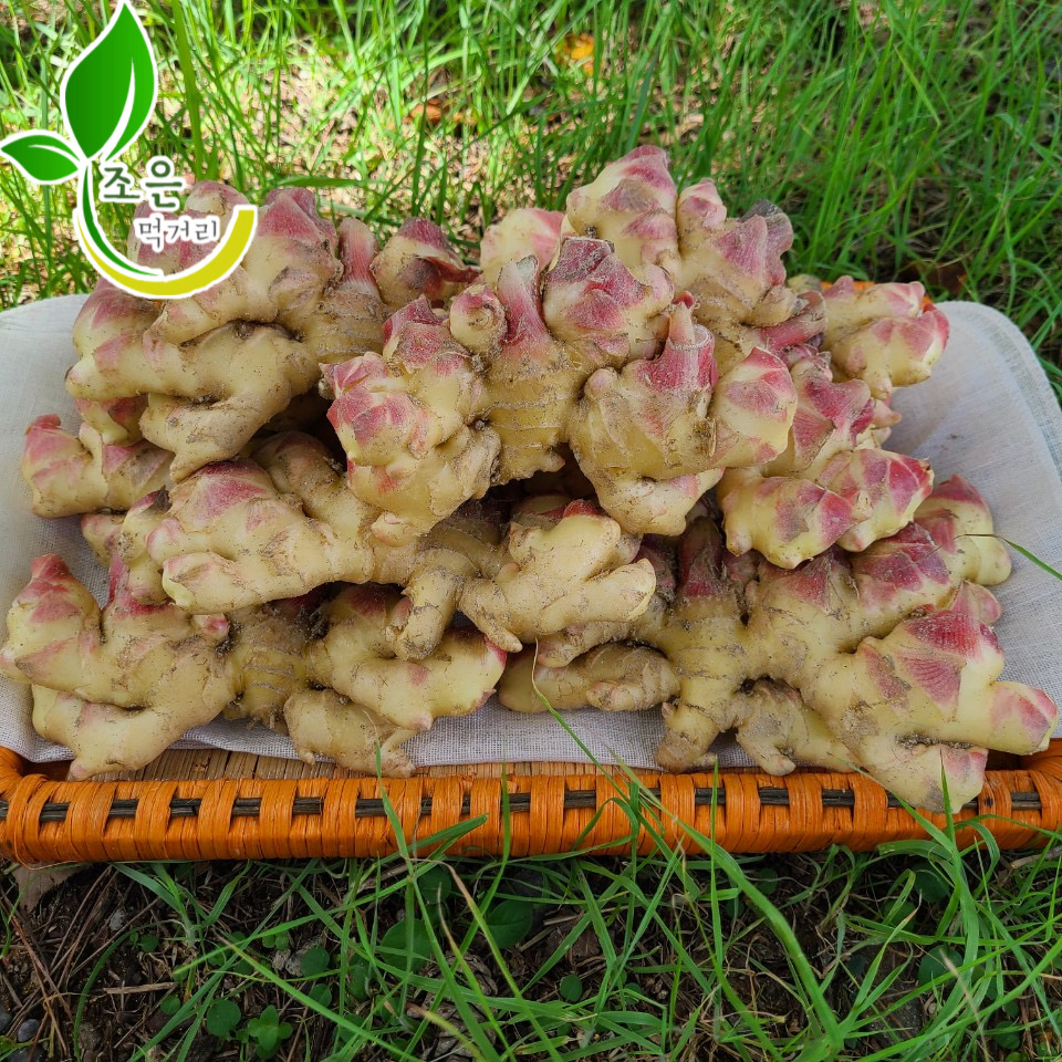 조은먹거리 국산 흙 햇 생강 특품 1kg 3kg 5kg 10kg : 조은 먹거리