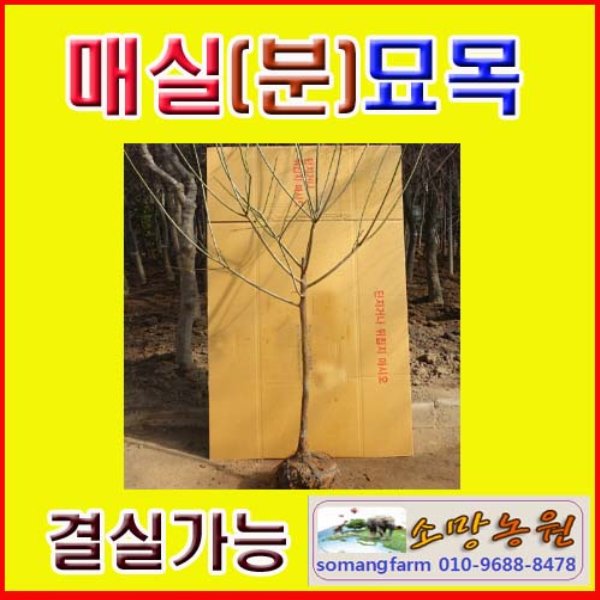 (D소망)슈퍼왕매실묘목 접목3년생(분)1그루 결실주 : 소망원예