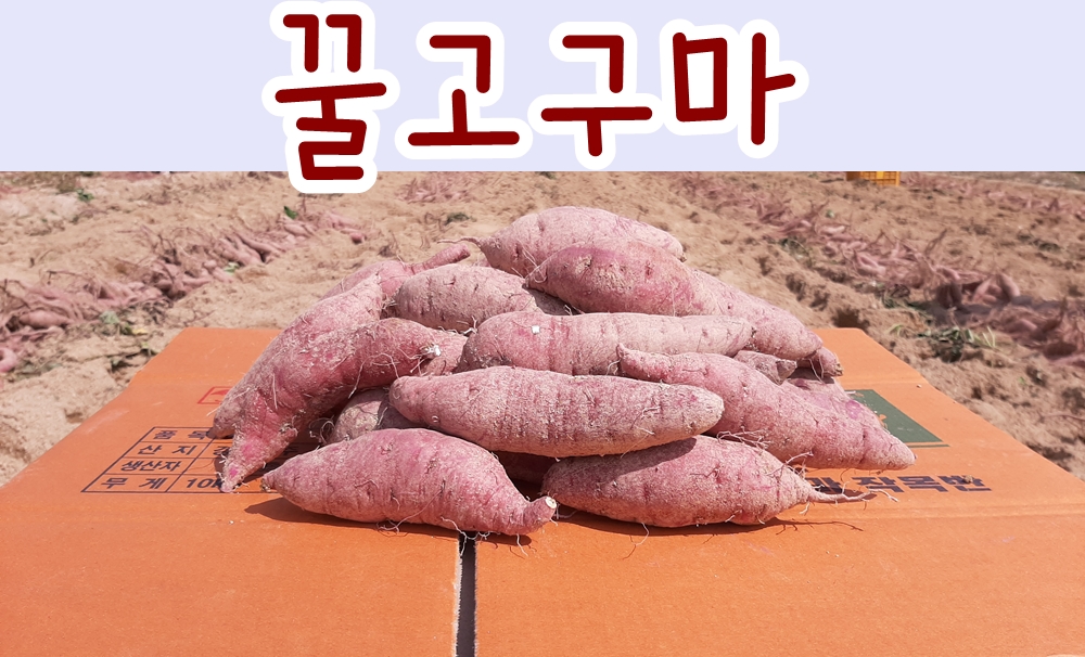 영주 갓골 꿀고구마 10kg (베니하루카) 2023년 상품 햇고구마 : 갓골농장