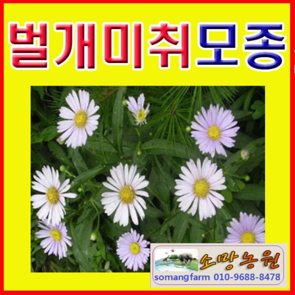(D소망)야생화 벌개미취모종(포트) 20개 : 소망원예