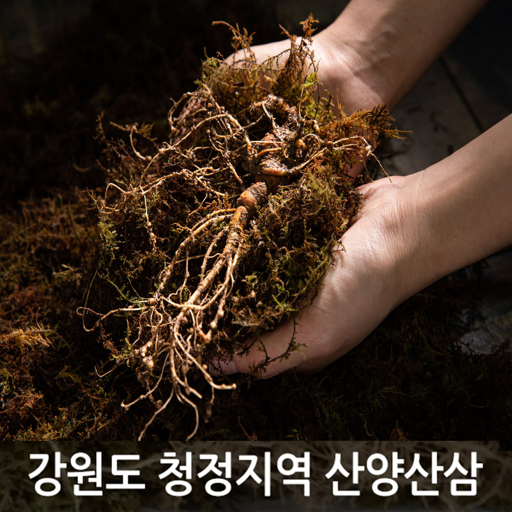 산양삼 12년근 : 정선약초백화점