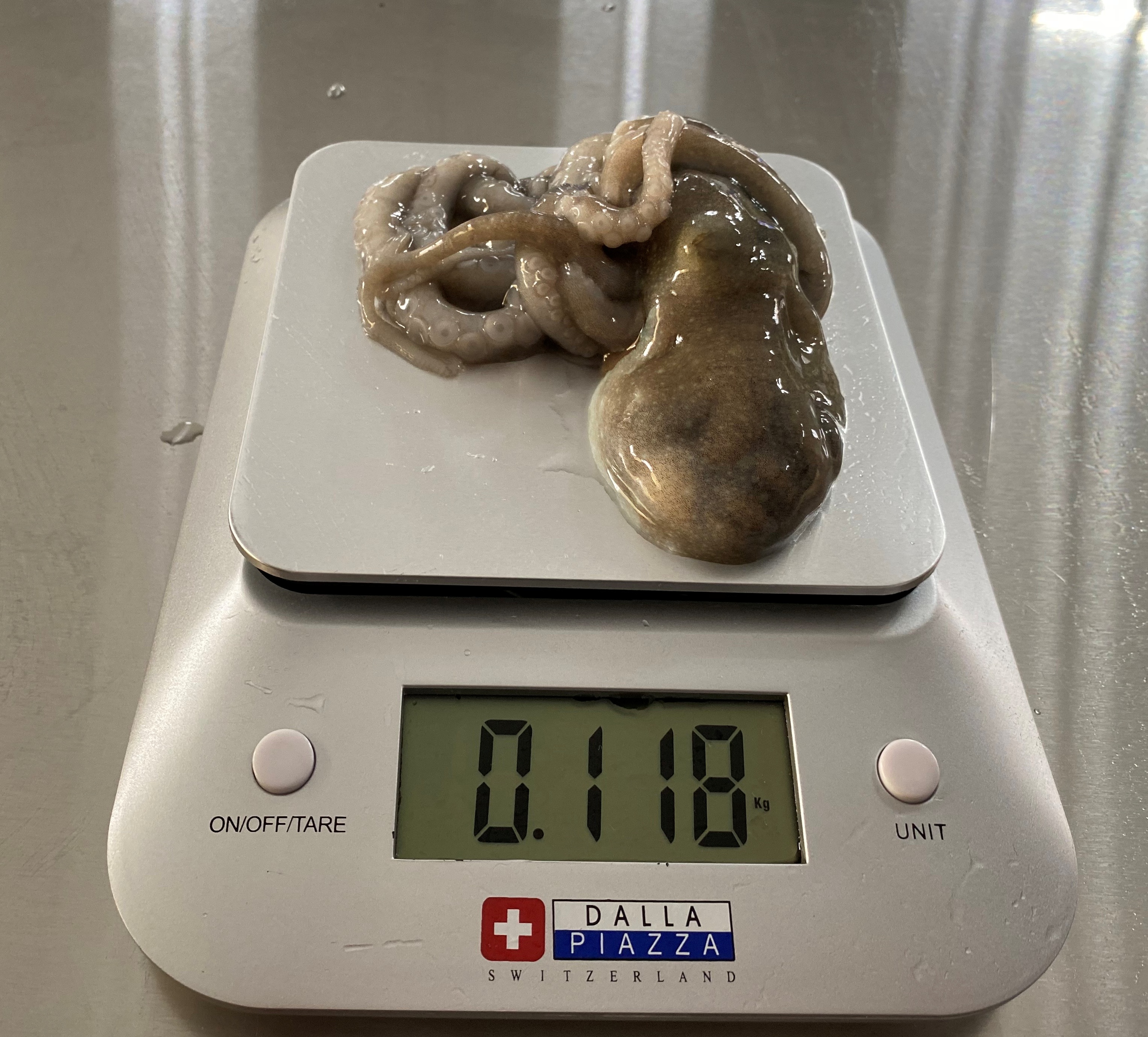 (5마리)목포 세발낙지 신안 뻘낙지 무안 산낙지 국산 활낙지 탕탕이 볶음 : 목포씨