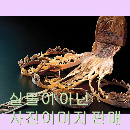 문어 건어물 음식사진 음식이미지 푸드 요리 음식 요리사진 사진 이미지 맛집 푸드 10001539 : 음식이미지