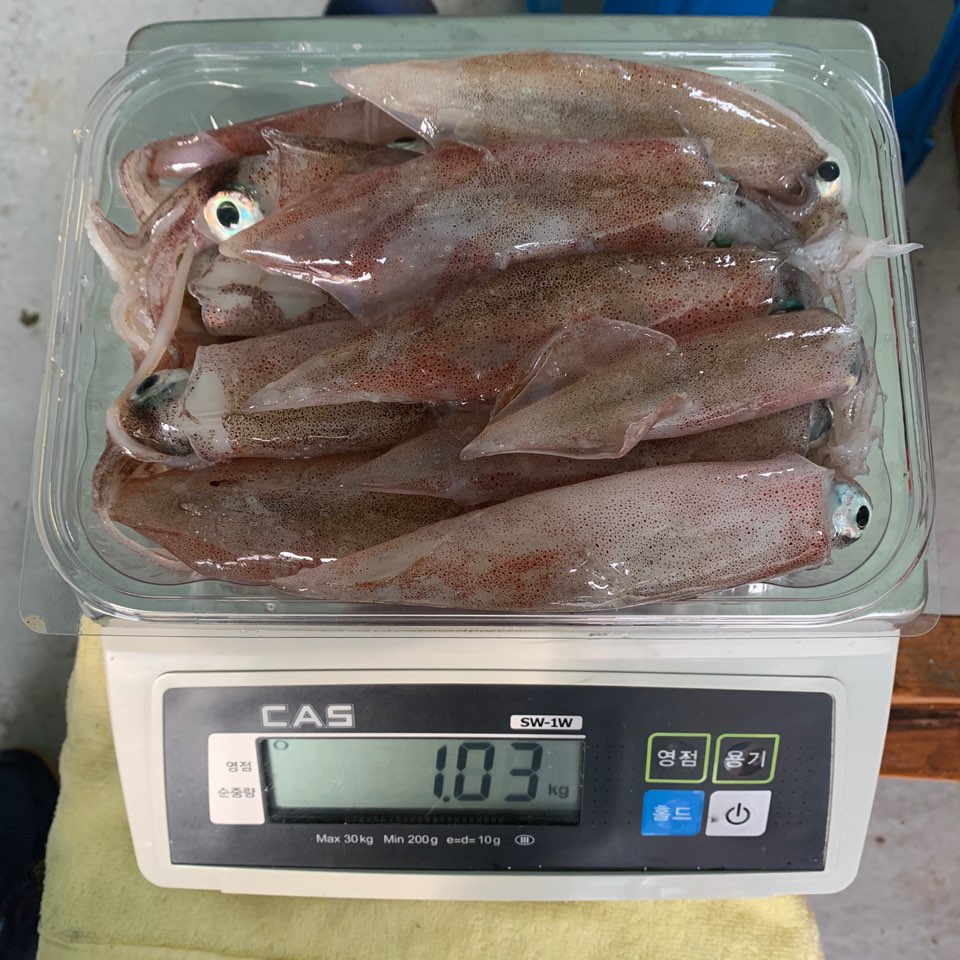 동해안 한치회 한치 숙회 통찜 생물 급냉 화살오징어 1kg 동해바다 국산 : 울진과바다