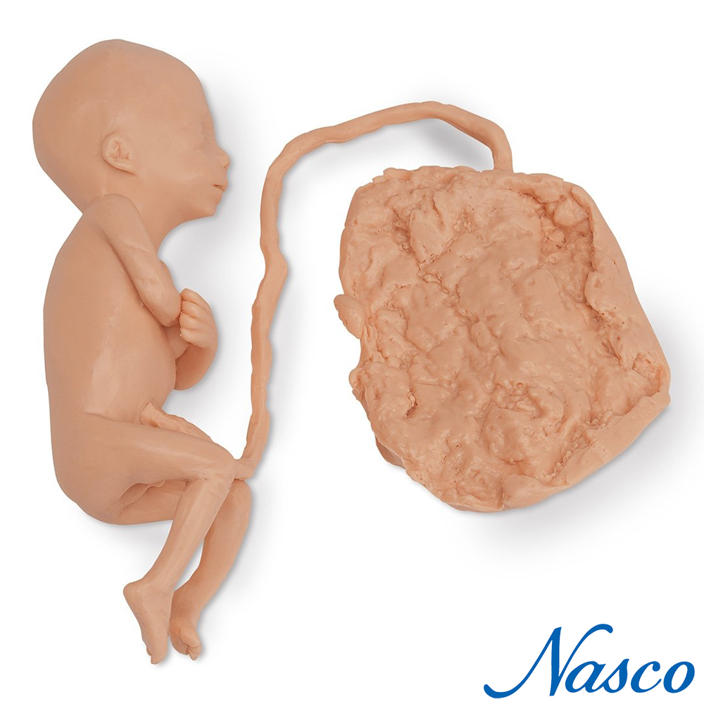 NASCO USA 20주 태아모형 Male 남아 LF00830 : 의료기상사