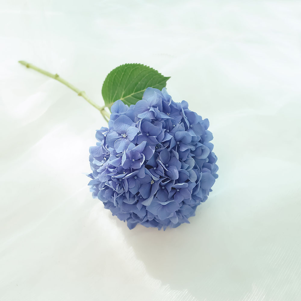 한송이 블루 수국 꽃다발(M) : FriendlyFlower