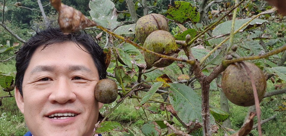 [팔도팜]주 영동 국내산 호두기름 24년산 햇호두오일 영동3대호두농장 3번법제 3무취 무색 무방부제 -2병 : 농업회사법인 팔도팜주식회사
