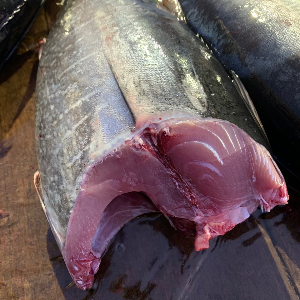 참 다랑어 참치회 생참치 급냉참치 한마리 반마리 순살 필렛 토막 동해바다 국산 : 울진과바다