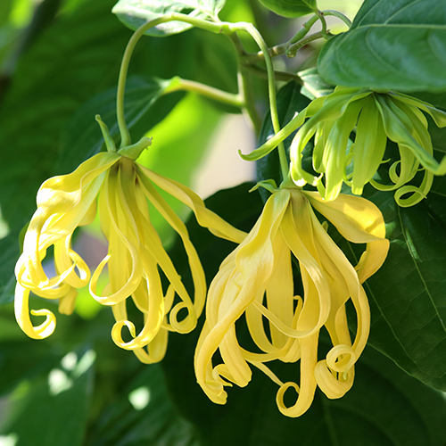 [GO5109천연화장품원료/재료] 일랑일랑(YLANG YLANG)-MN : GO5109
