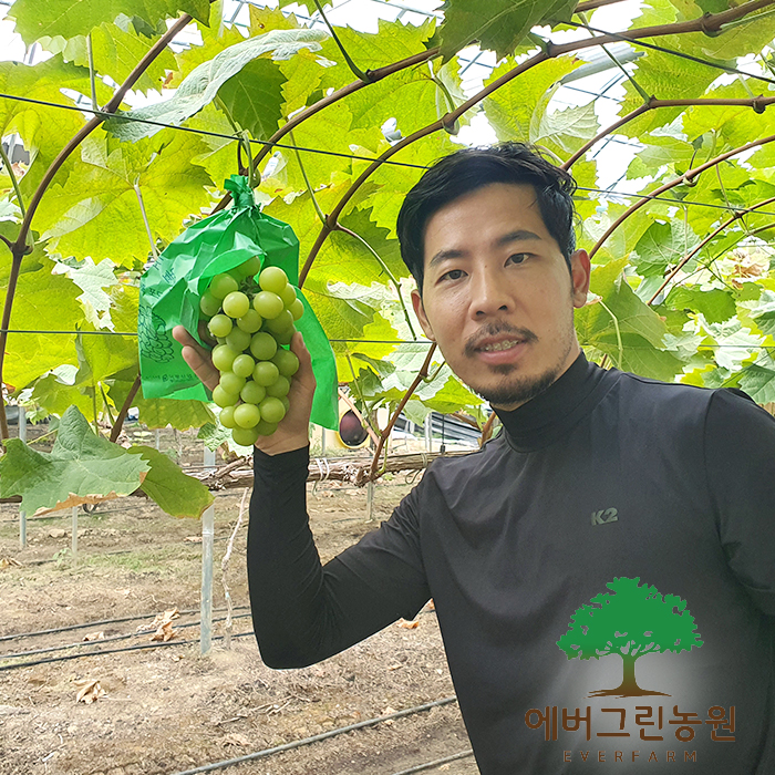 포도나무 샤인머스켓 묘목 4년생 나무 결실주 : 에버그린농원