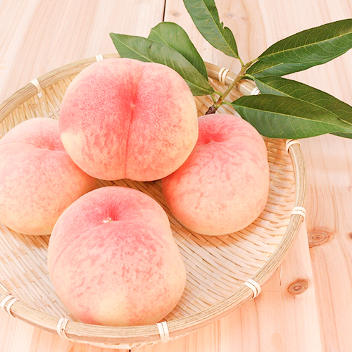 [GO5109천연화장품원료/재료] 복숭아맛향오일 (Peach Flavor Oil) : GO5109