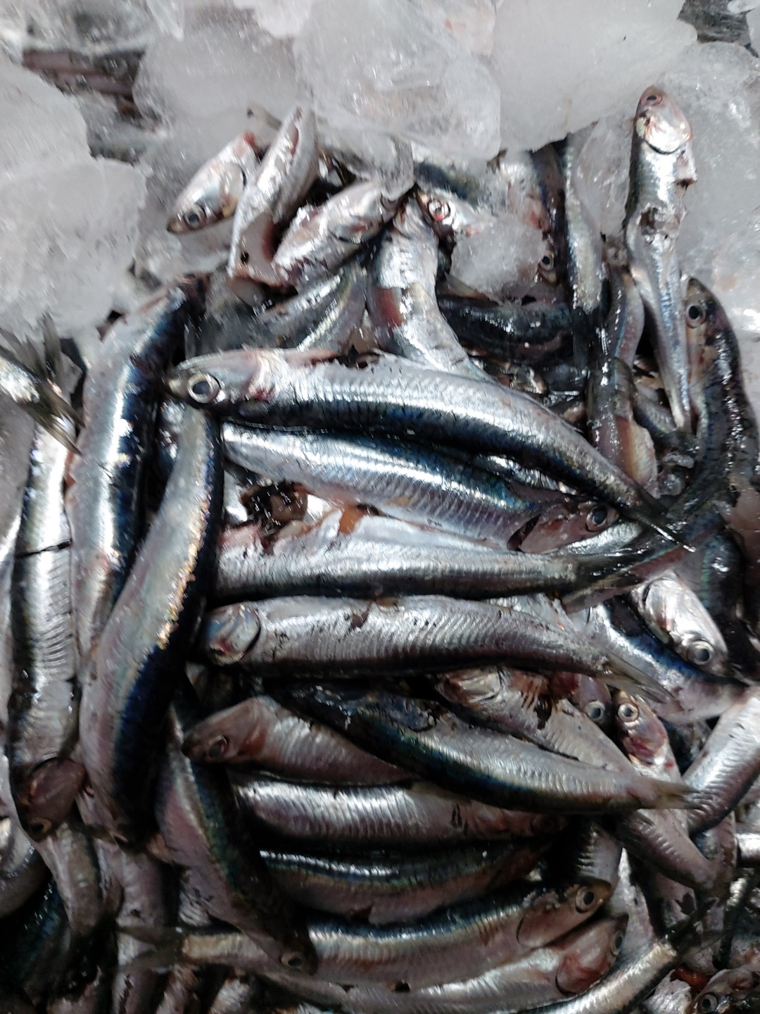 직접잡아 직접담은 미송식품 원액100% 멸치액젓 1.8L(2.3Kg) 남해다름인증 남해군통합브랜드인증업체 : 미송식품