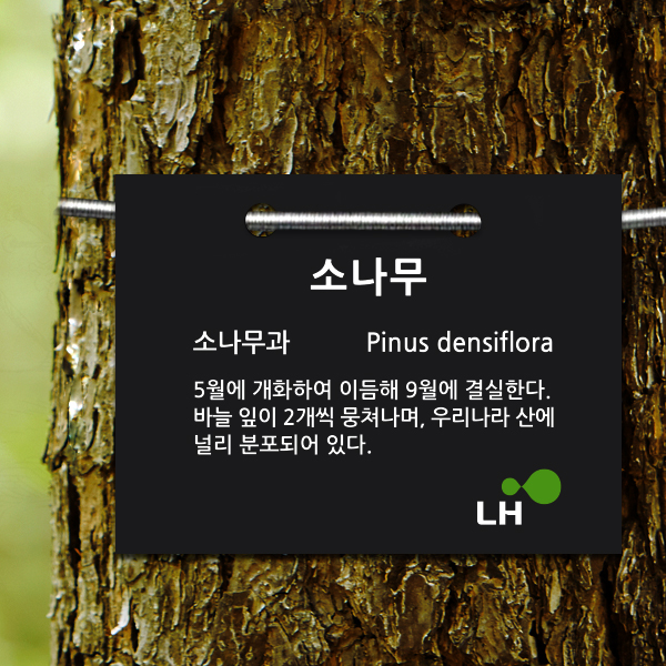 LH수목표찰 걸이형 / 나무이름표 / 수목표찰 / LH수목명패 /추적표찰 / 식물이름표 / 수목이름표 200X150mm : 끌림광고