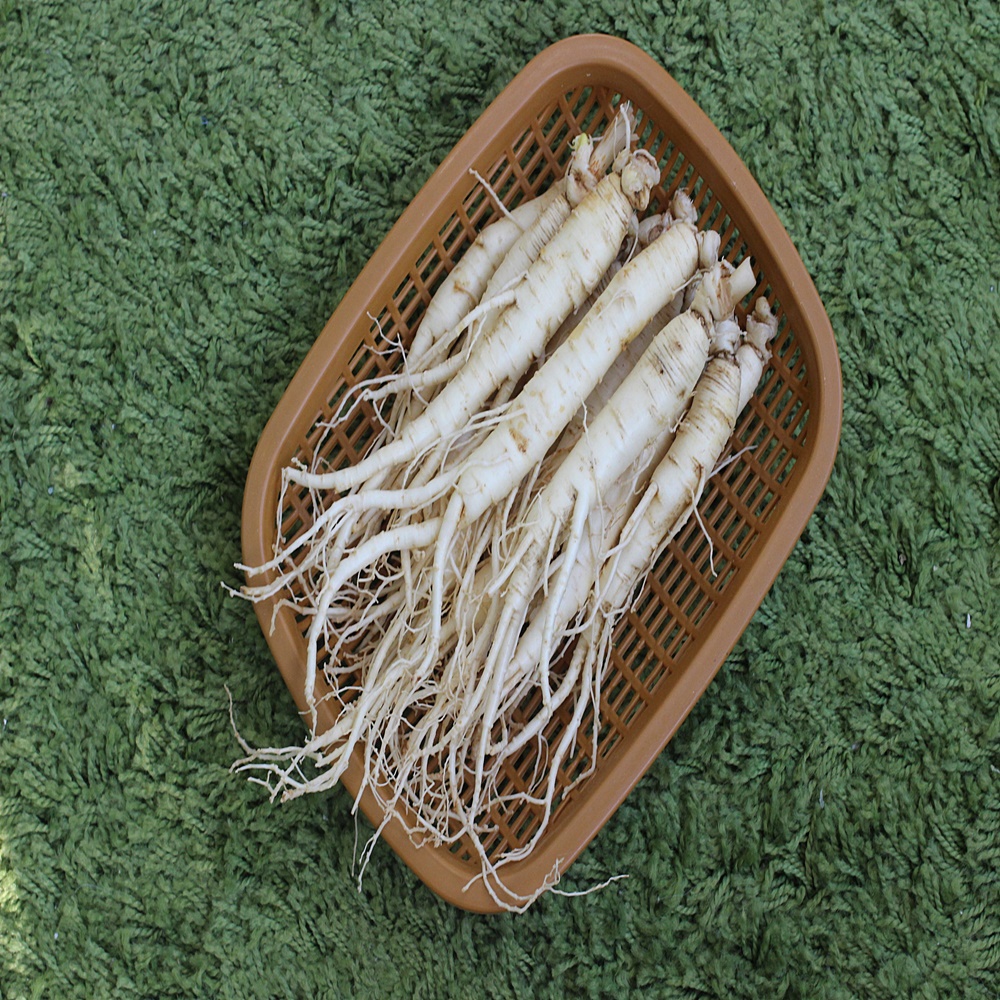 금산인삼 5년근 6년근 삼계세척인삼(700g) : 쌍둥이네인삼