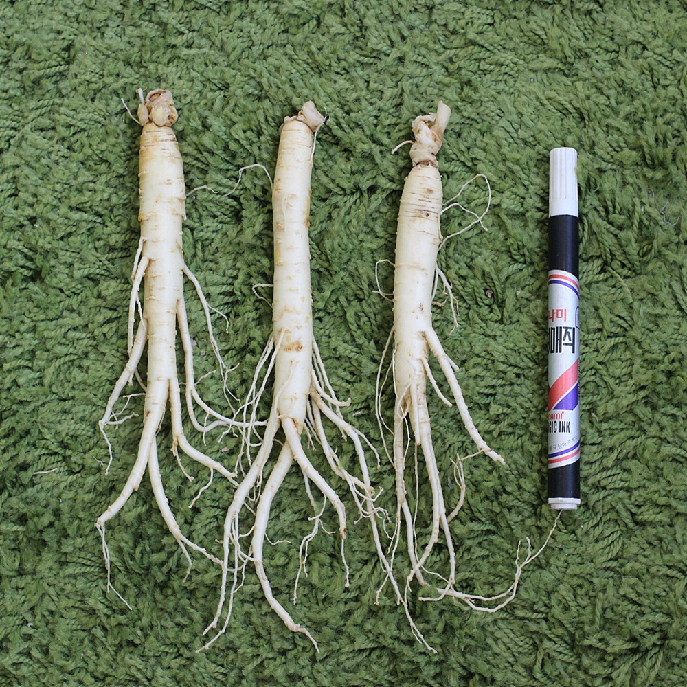 금산인삼 5년근 6년근 삼계세척인삼(700g) : 쌍둥이네인삼