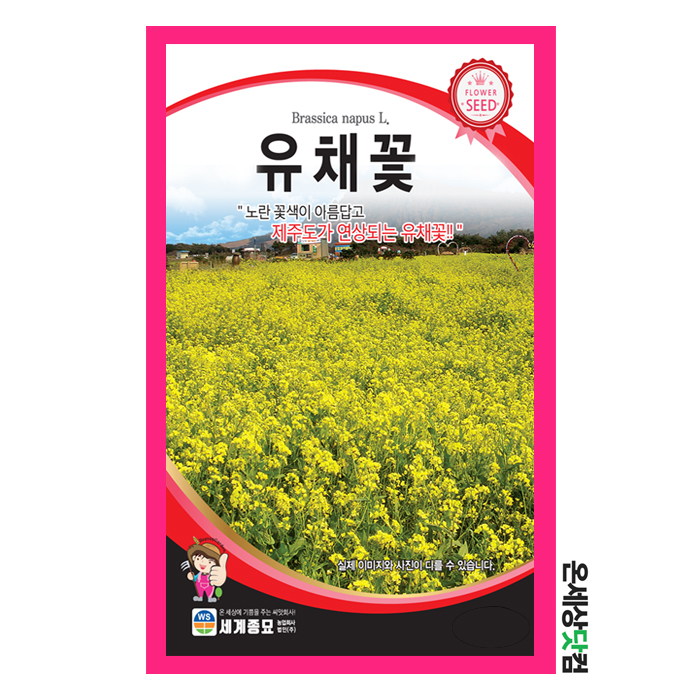 유채꽃 1000립 / 꽃씨 화단 꽃밭 정원 유채꽃씨앗 베란다텃밭 : 온세상닷컴1