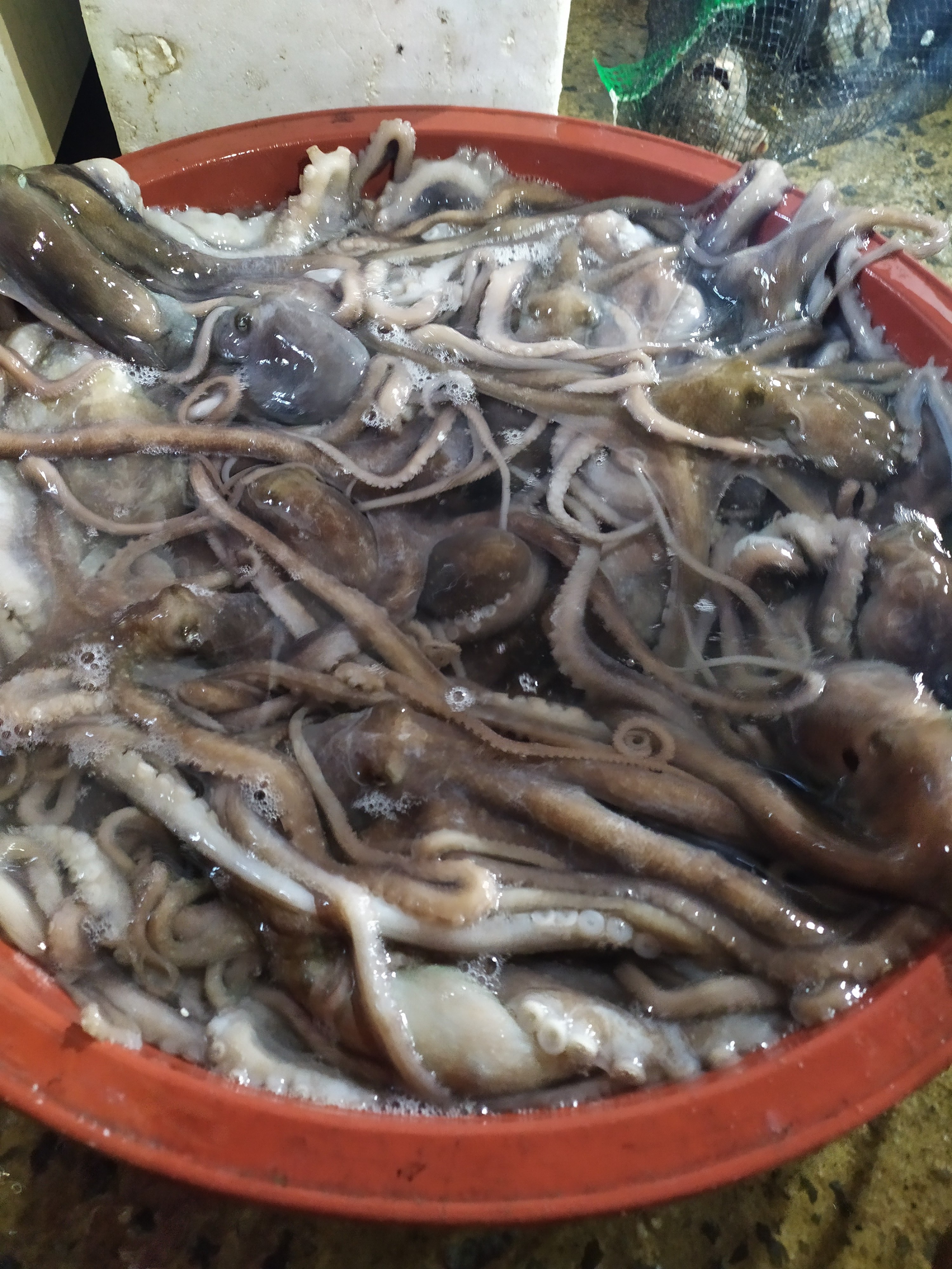 벌교수진수산 살아있는 뻘낙지 산낙지  산소포장(낙지 세발낙지) 소, 중 크기 : 벌교수진수산