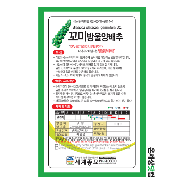 꼬미방울양배추 500립 / 웰빙채소 베란다텃밭 양배추씨앗 : 온세상닷컴1