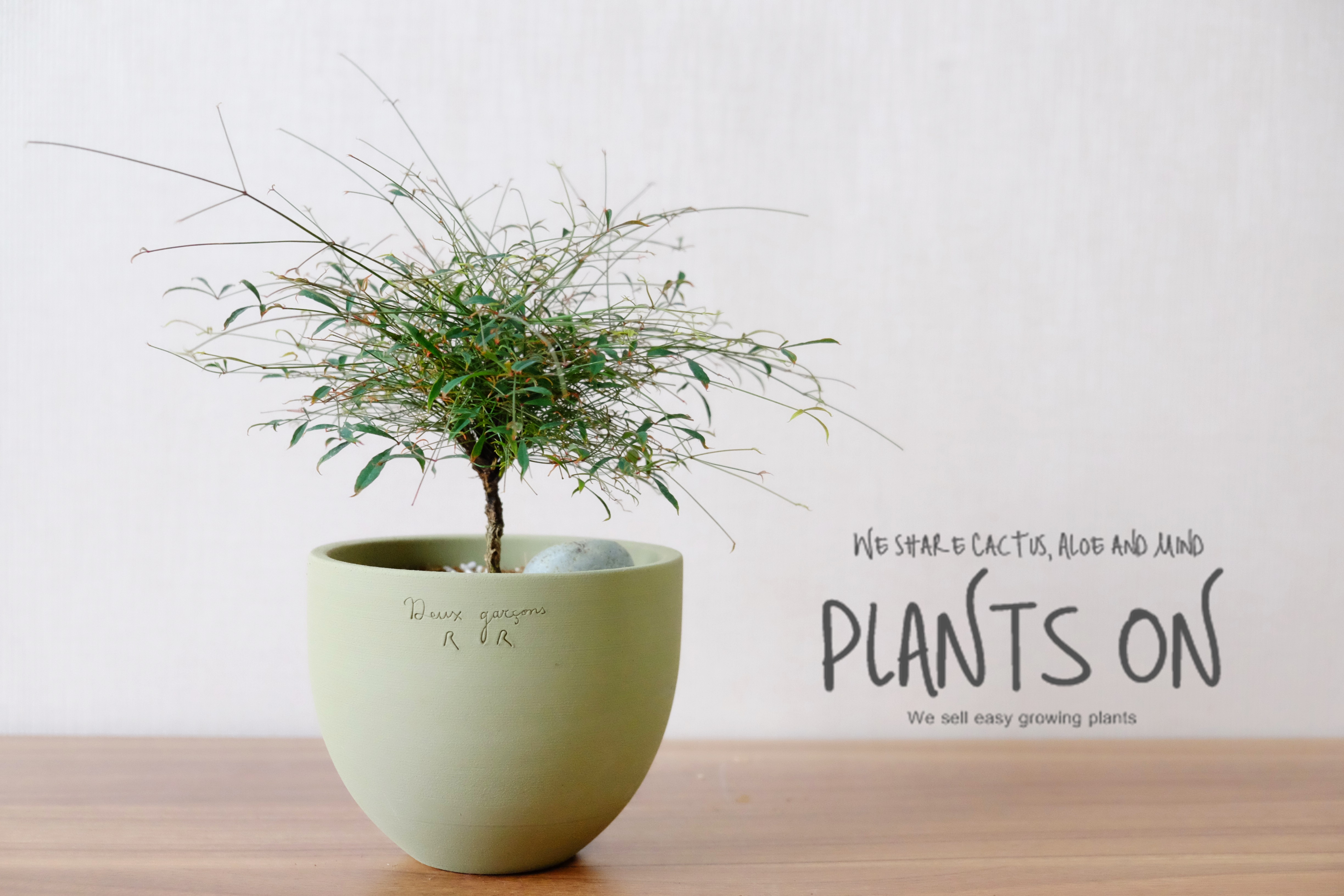 실남천 두갸르송 그린 팡팟13 포함 27cm /  듀가르송 / deuxgarcons Nandina domestica var.capillaris. : 플랜츠온