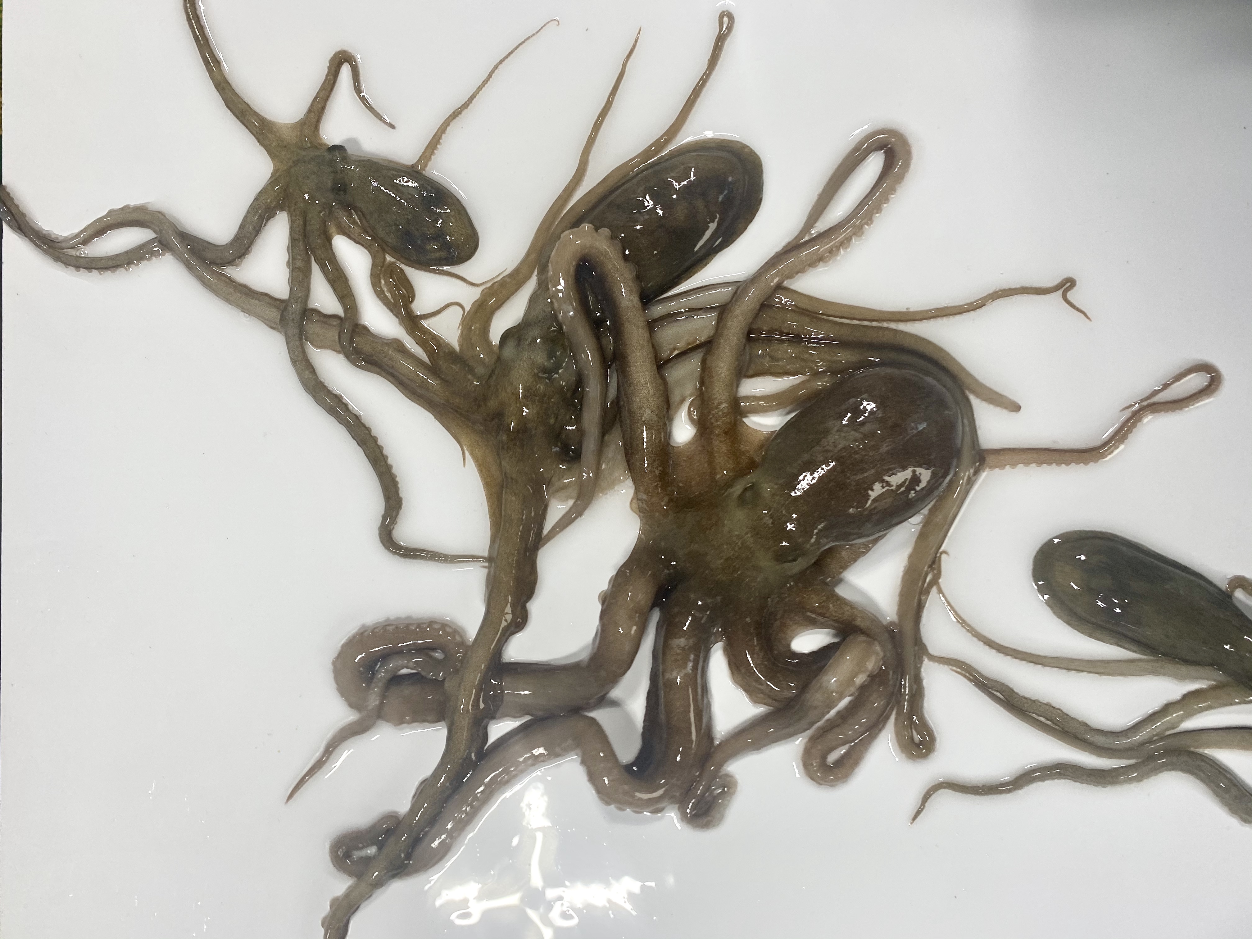[신안17번중매인] 신안 뻘낙지 목포 세발낙지 무안 산낙지 국산 활낙지 탕탕이 : 목포씨