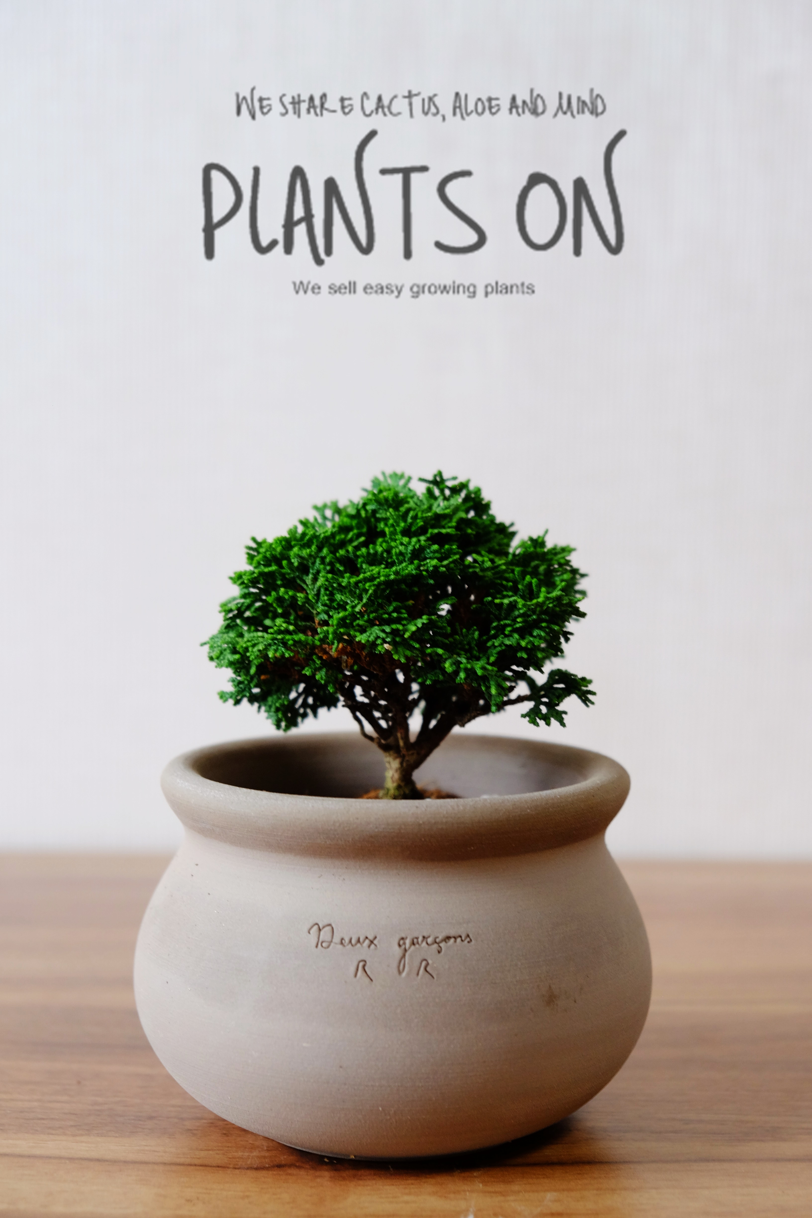 묵은주 청짜보 두갸르송 그레이 자르 포함 약 16cm /  듀가르송 / deuxgarcons Hinoki Cypress : 플랜츠온