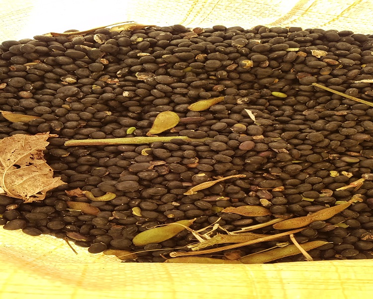 2024년 국산 서리태 1kg 담백하고 고소한 속이 파랗고 겉은 까만콩 : 바지런농장