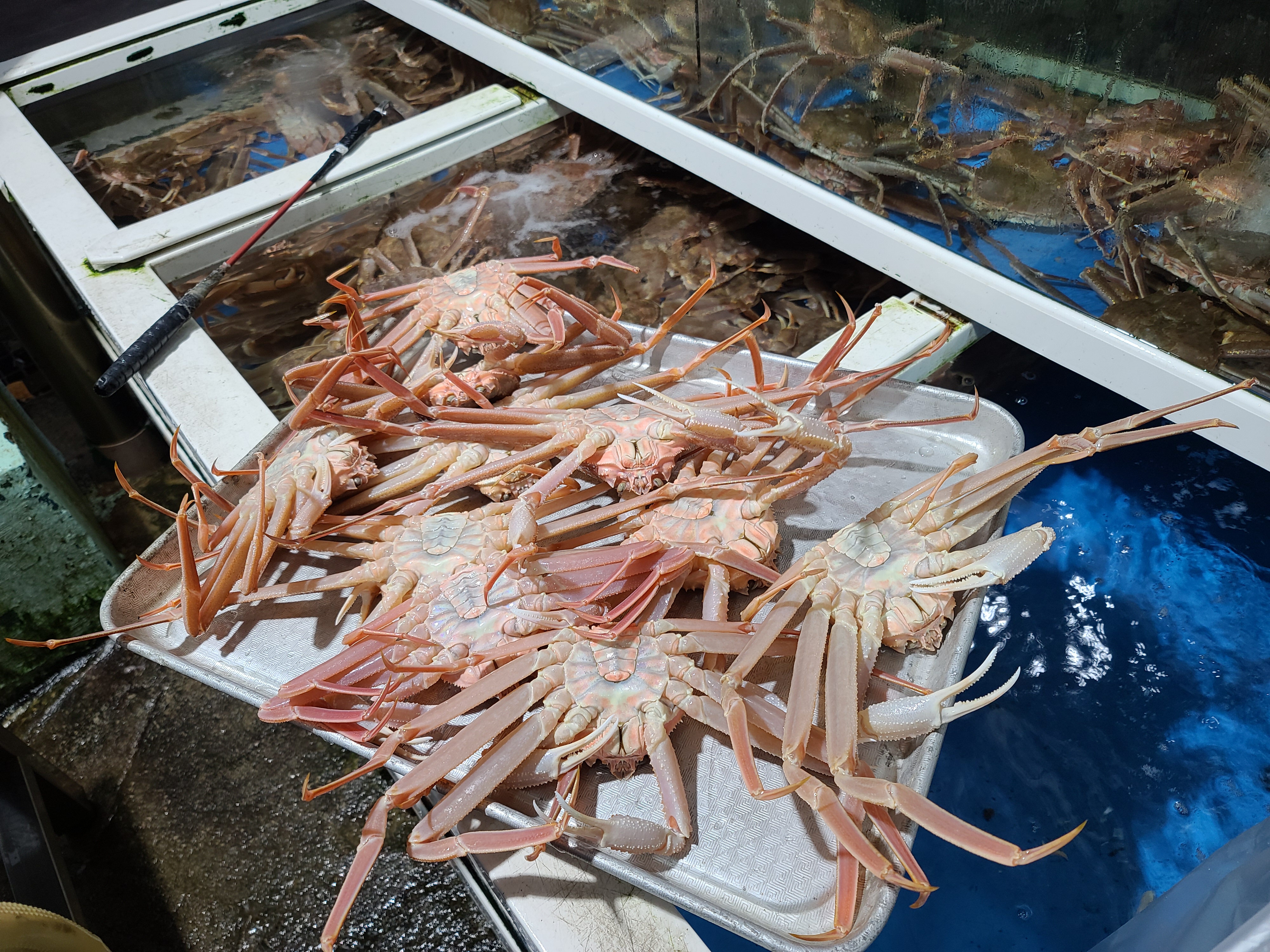 명품홍게 박달홍게 홍게시세 홍게가격 영덕홍게 홍게찜 선주 직송 후포리 홍게 소자 5마리찜 수율 90프로 인증 : 영해수산센타