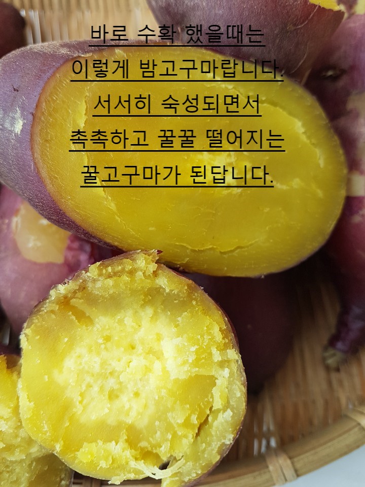 [은아네농원] 꿀이 뚝뚝 명품 무농약 꿀고구마4kg : 은아네농원