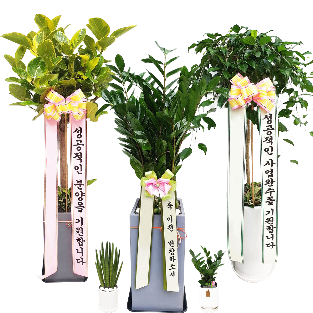 제주화분배달 개업식 집들이 사무실 병원 개원 개업 : 꽃집아저씨2