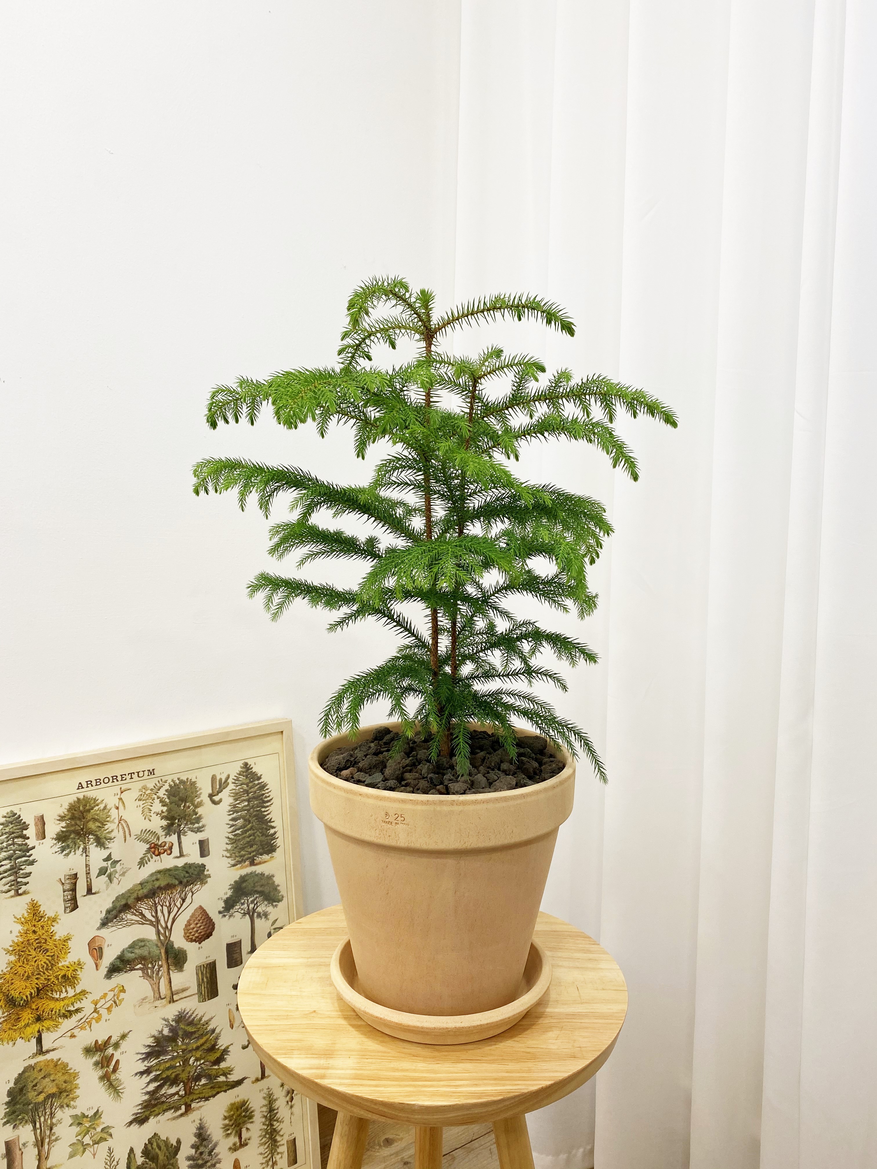아라우카리아(이태리토분) 공기 정화 집들이 개업 선물 인테리어식물 부산/김해/양산 배송 : OUR PLANT