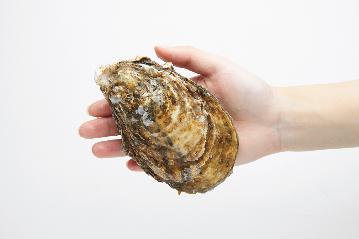 거제도 프리미엄 개체굴 삼배체 생굴 석화 1kg : 삼삼해물
