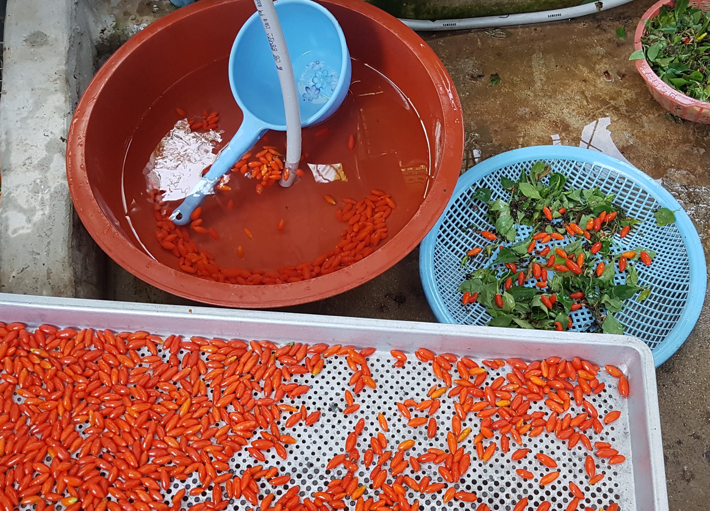 국산(청양) 구기자(건조1kg 농가직판) : 칠갑산고듬티농장