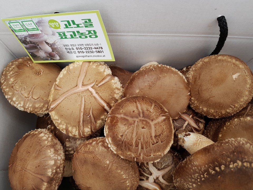 강원도양양고노골표고버섯선물용 2kg : 양양고노골표고농장