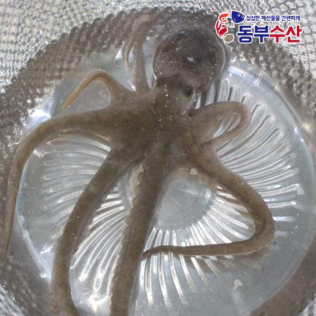 국산 낙지 활낙지 산낙지 한마리씩 골라담기 산소포장으로 생존율 UP : 동부수산