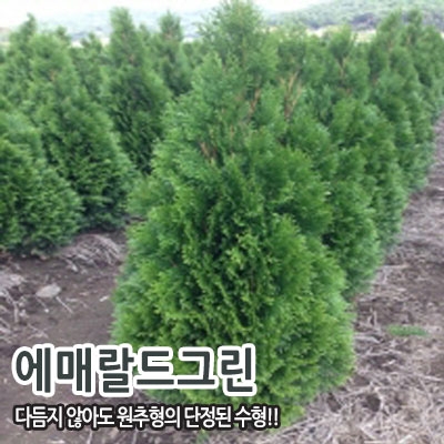 에메랄드그린 포트묘 약 20cm 약 50cm 조경수 울타리나무 푸른나무 : 충청농원