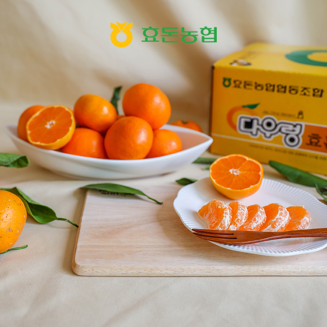 서귀포 효돈농협 다우렁 비가림감귤 2.5kg, 5kg : 효돈농협