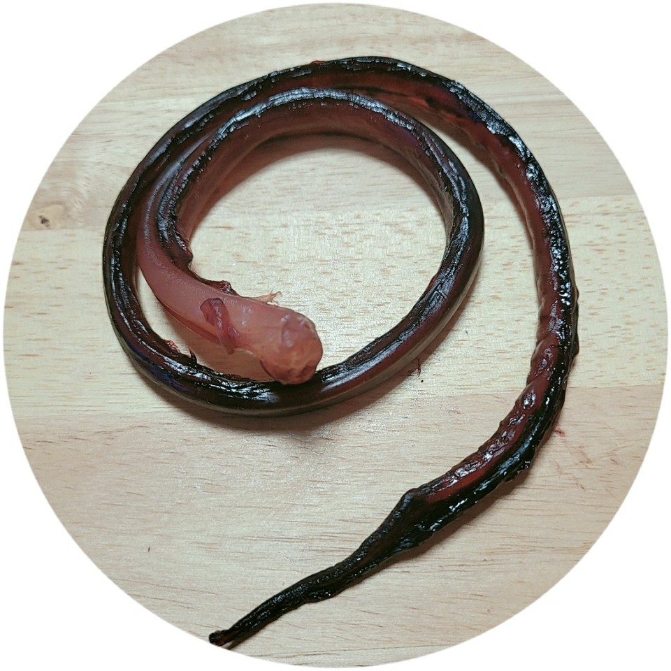 말랑장족 : 꽃보다오땅