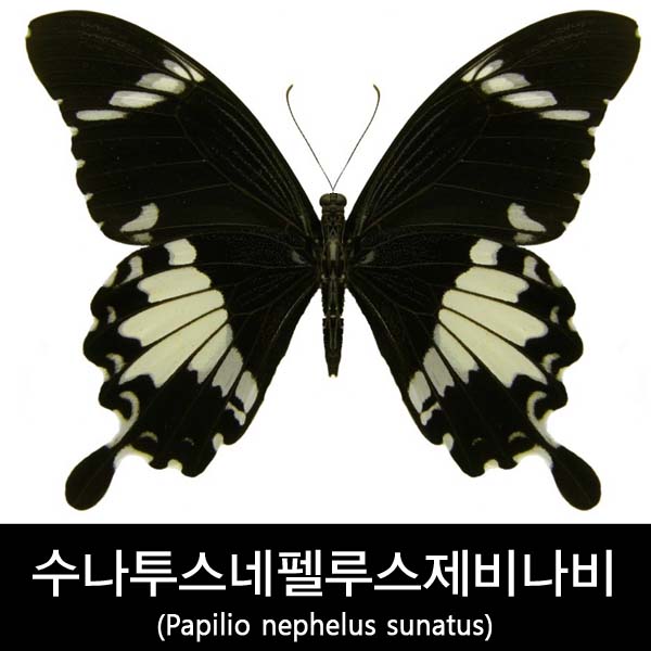 수나투스네펠루스제비나비표본 90mm+- : BABURMART바부르마트