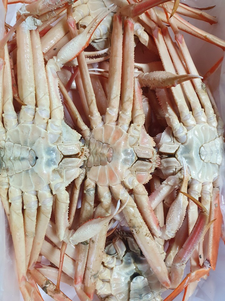 영덕대게 시세 해산물 맛집 파지 택배 주문 국산 : 라이빙