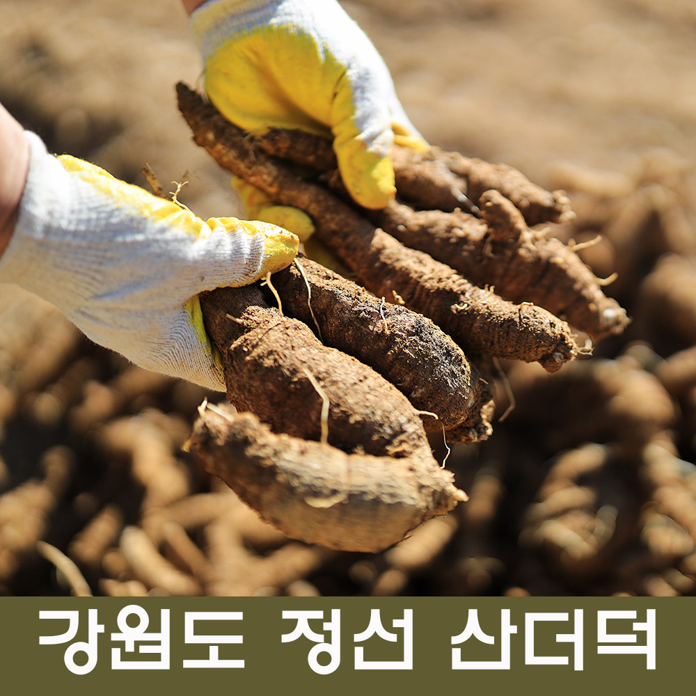 정선더덕(특상품)1kg : 정선약초백화점
