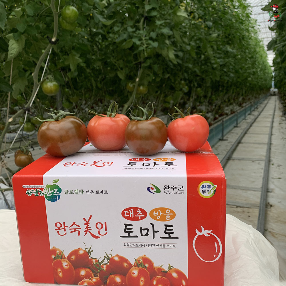 흑토마토 흑완숙토마토 블랙토마토 2kg 전북 완주 : 완숙미인토마토